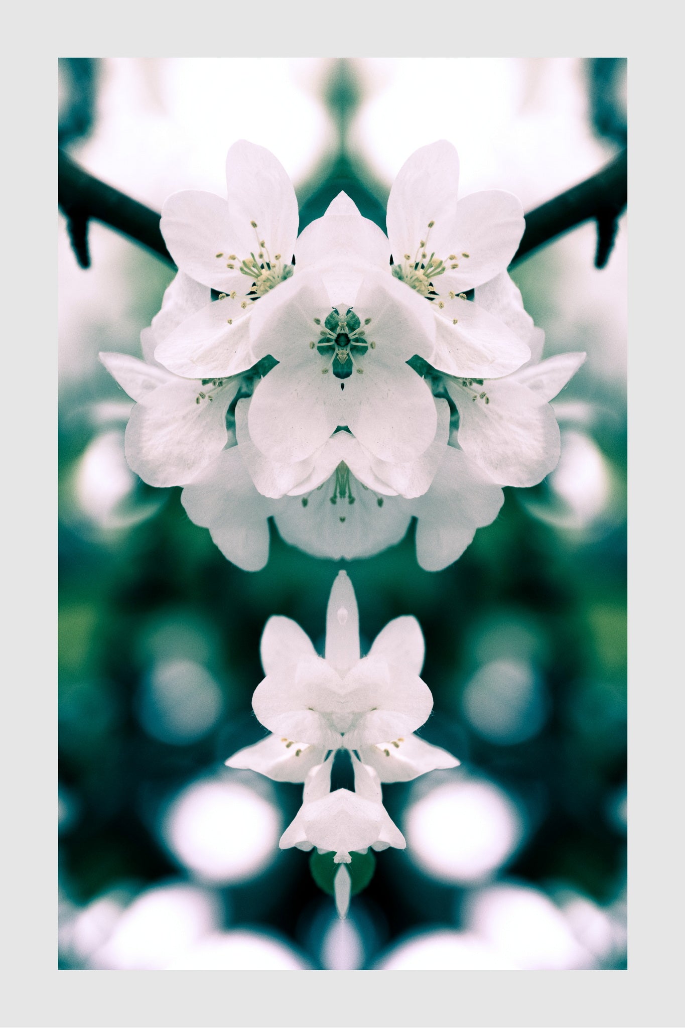 Apple Tree Blossoms, No. 11