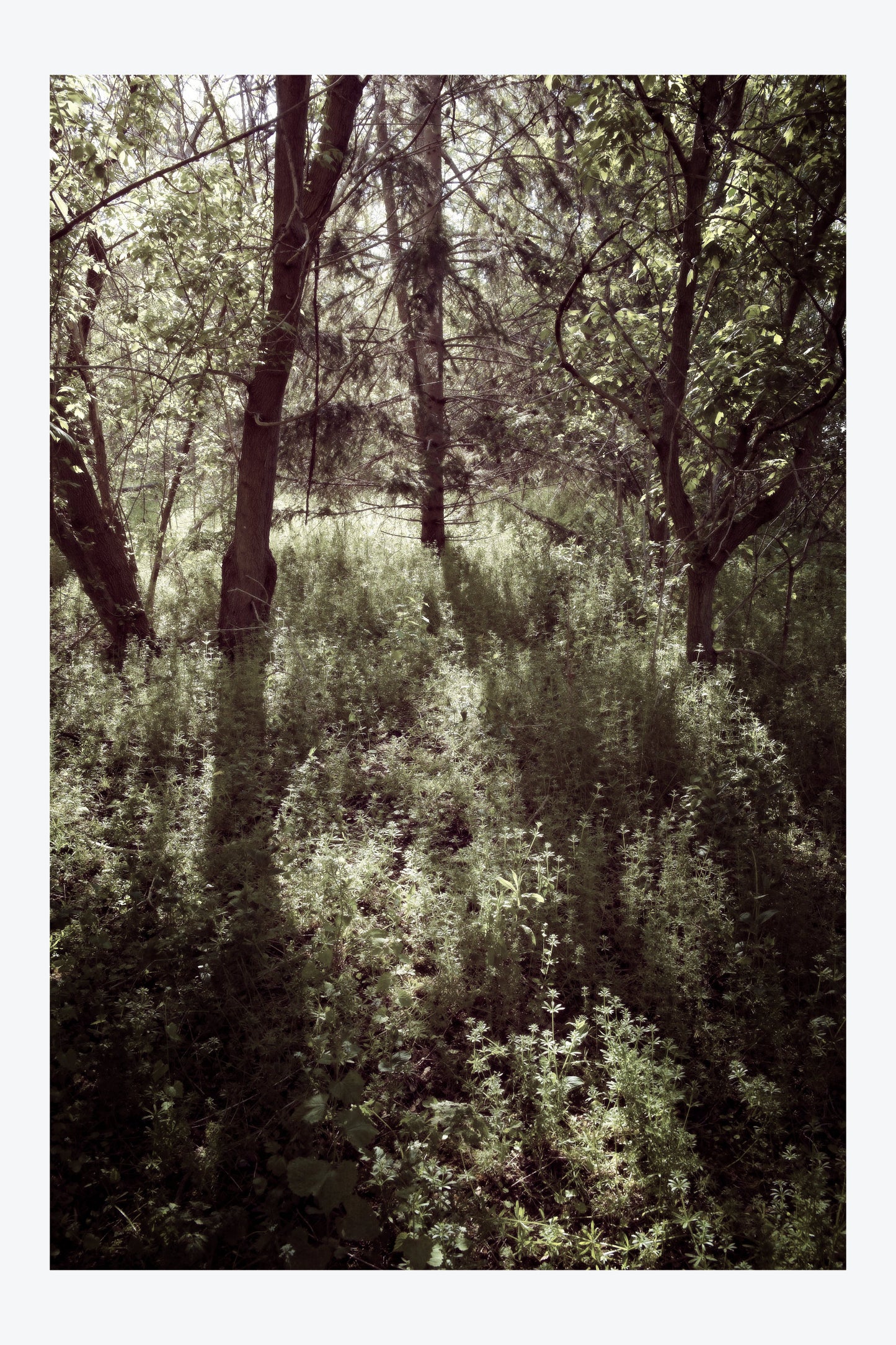 Serenity Forest, No. 11
