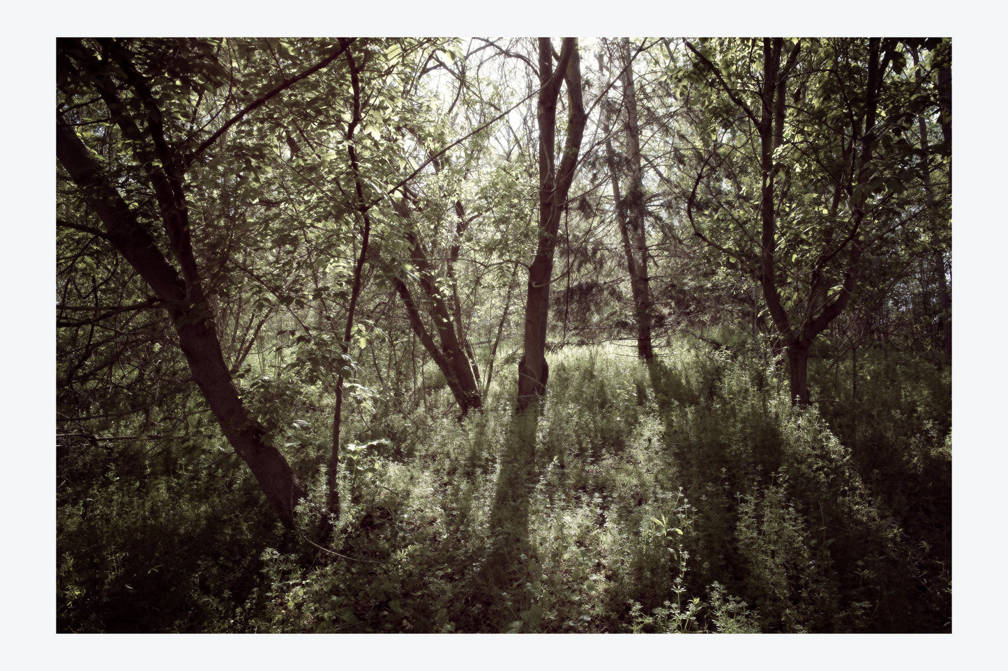 Serenity Forest, No. 12