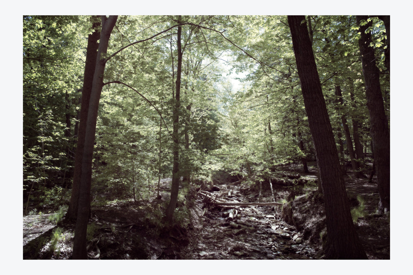 Serenity Forest, No. 2