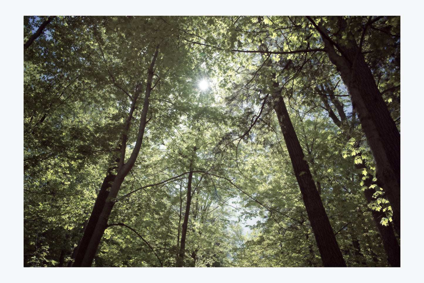 Serenity Forest, No. 3