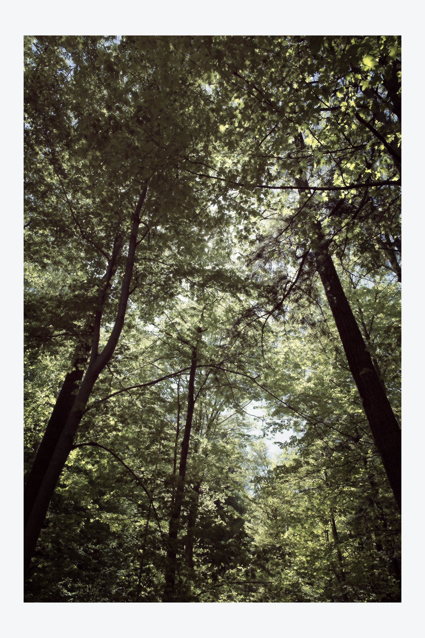 Serenity Forest, No. 4