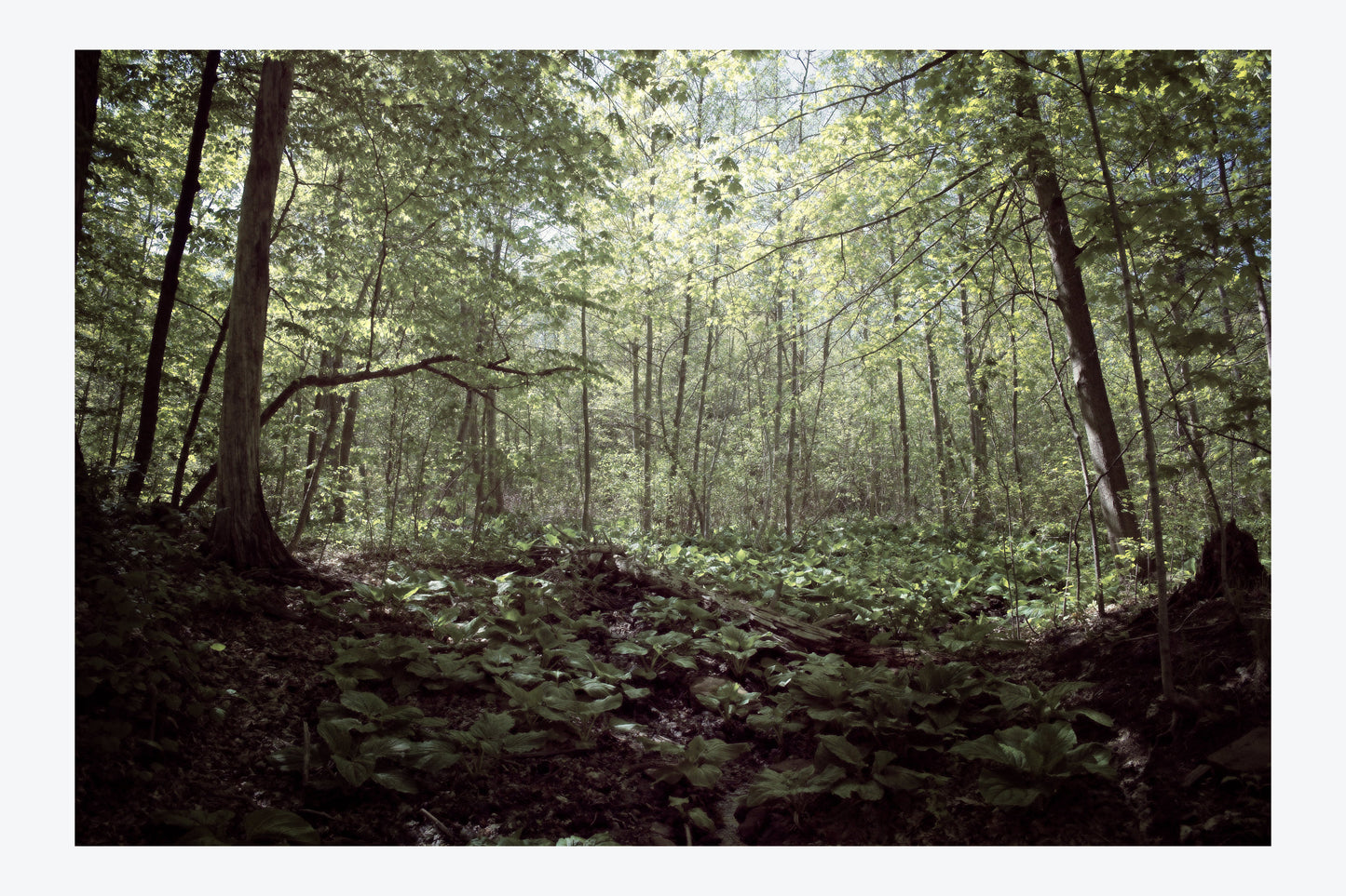 Serenity Forest, No. 5