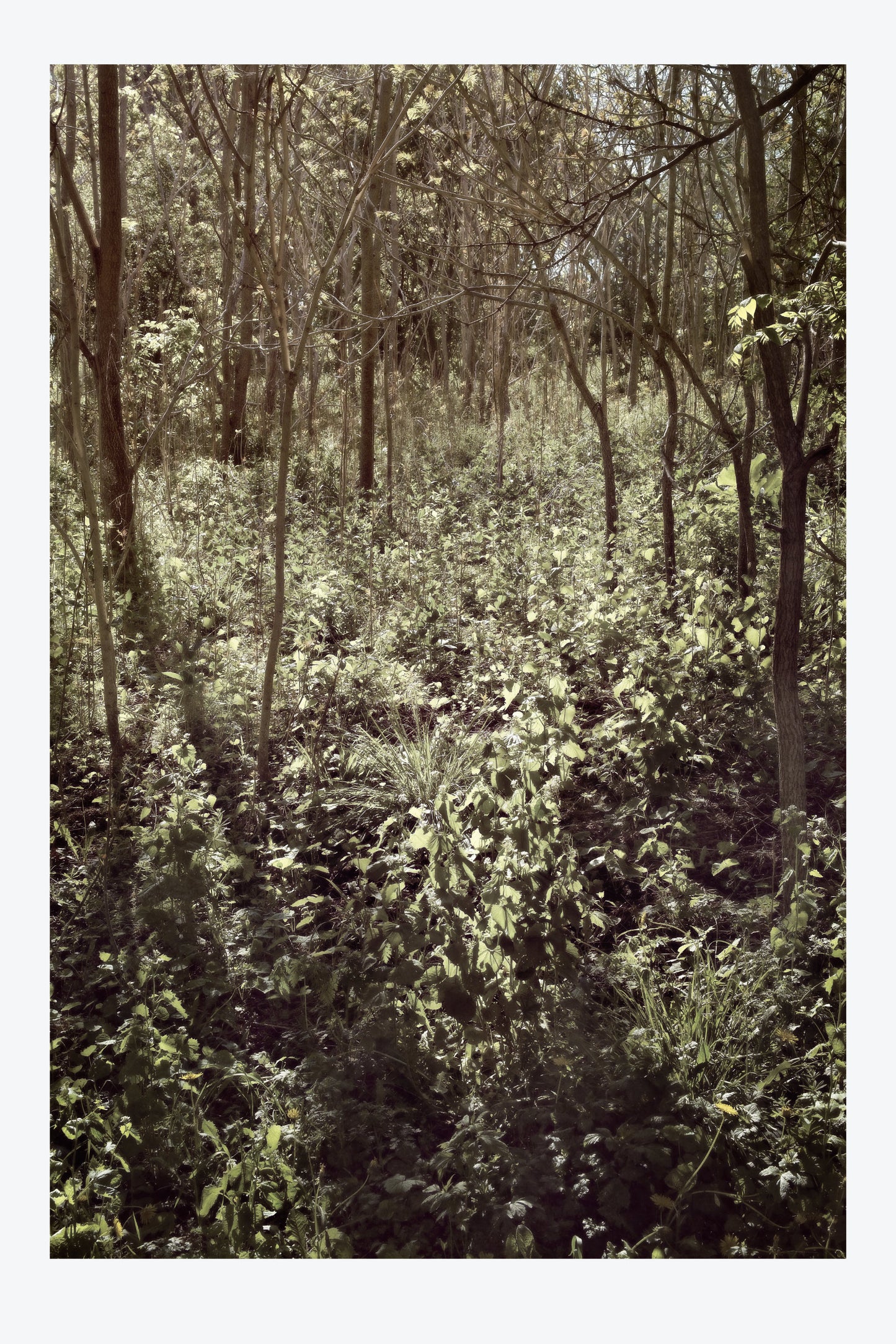 Serenity Forest, No. 8