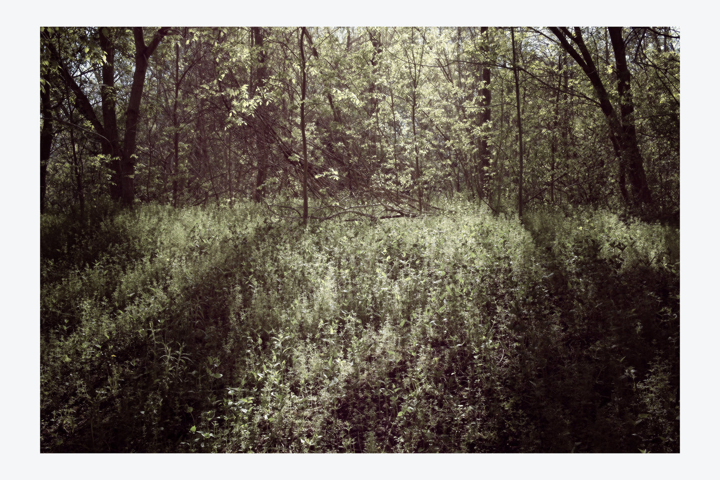 Serenity Forest, No. 9