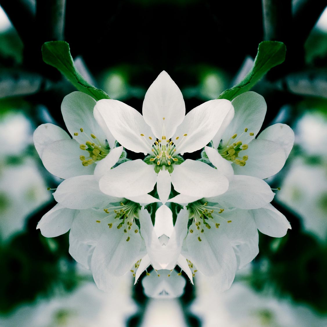 Apple Tree Blossoms