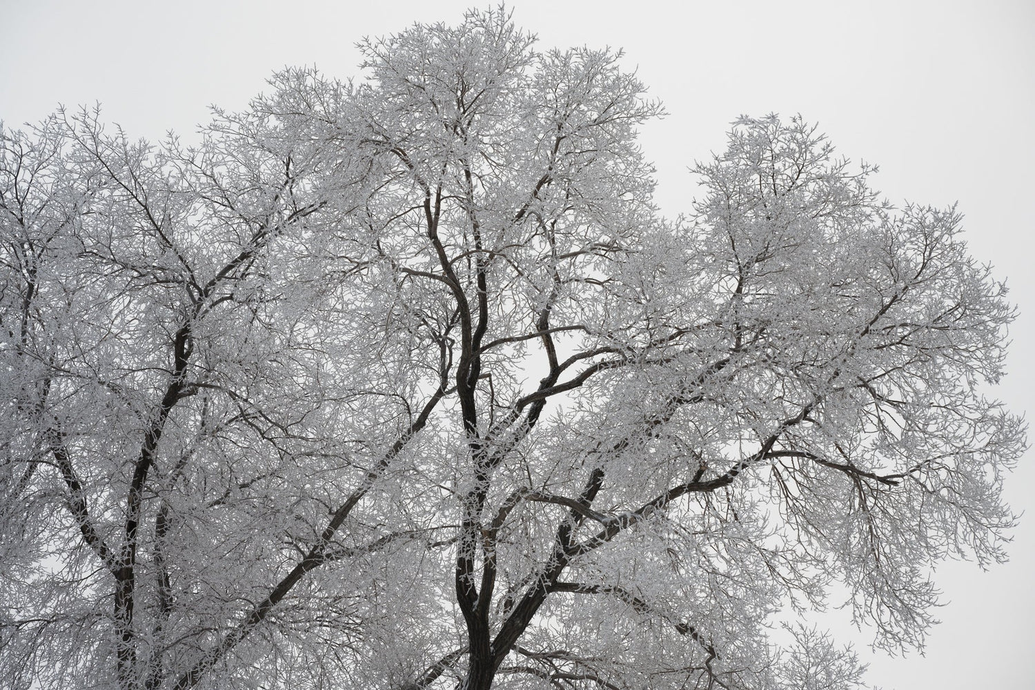 Frozen Ice Trees