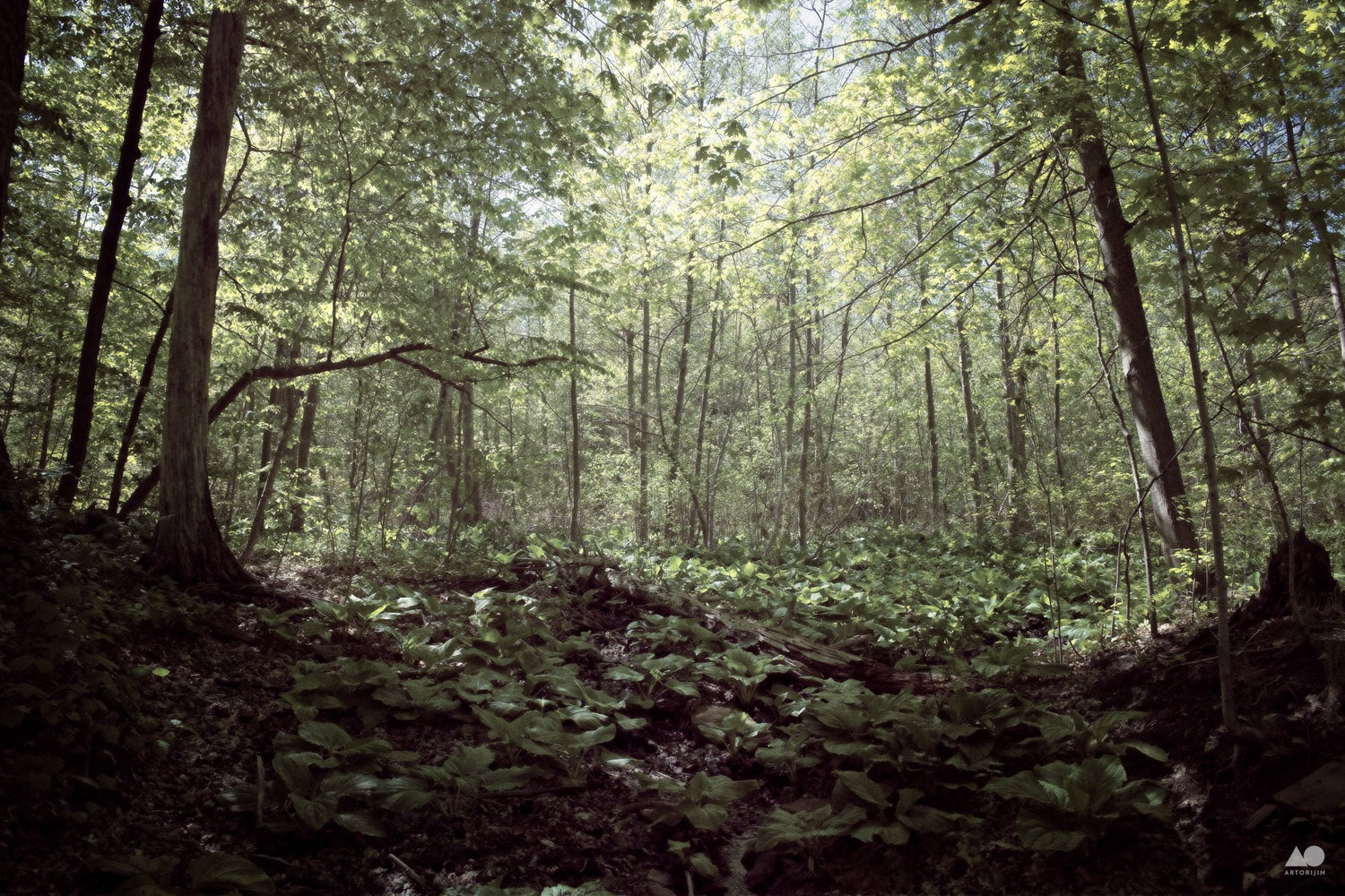 Serenity Forest