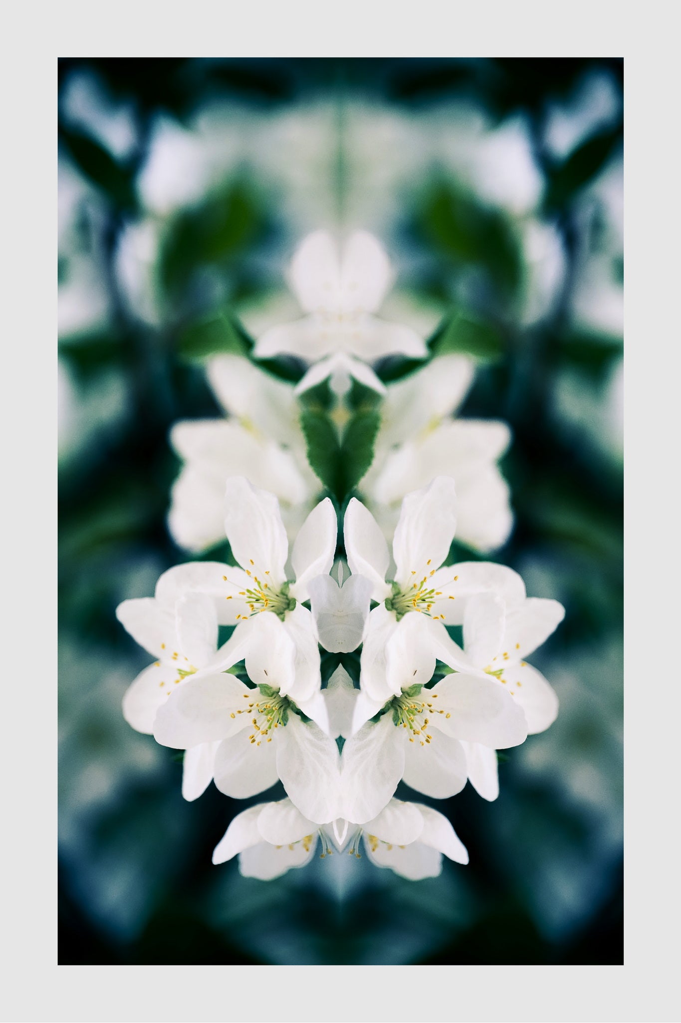 Apple Tree Blossoms, No. 2