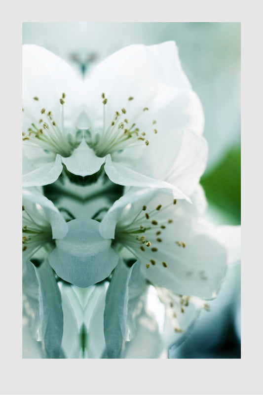 Apple Tree Blossoms, No. 3