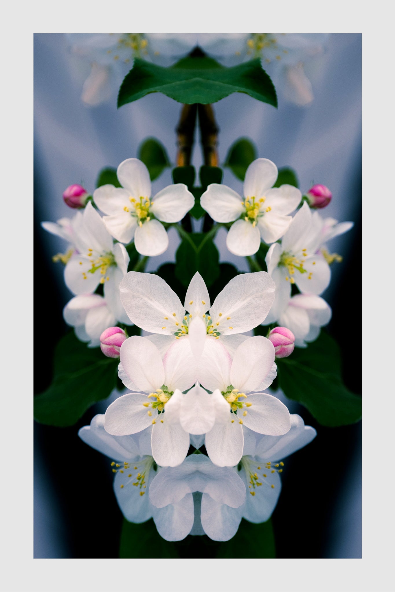 Apple Tree Blossoms, No. 9