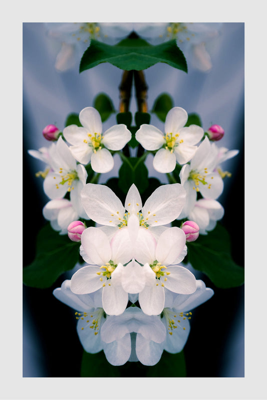 Apple Tree Blossoms, No. 9