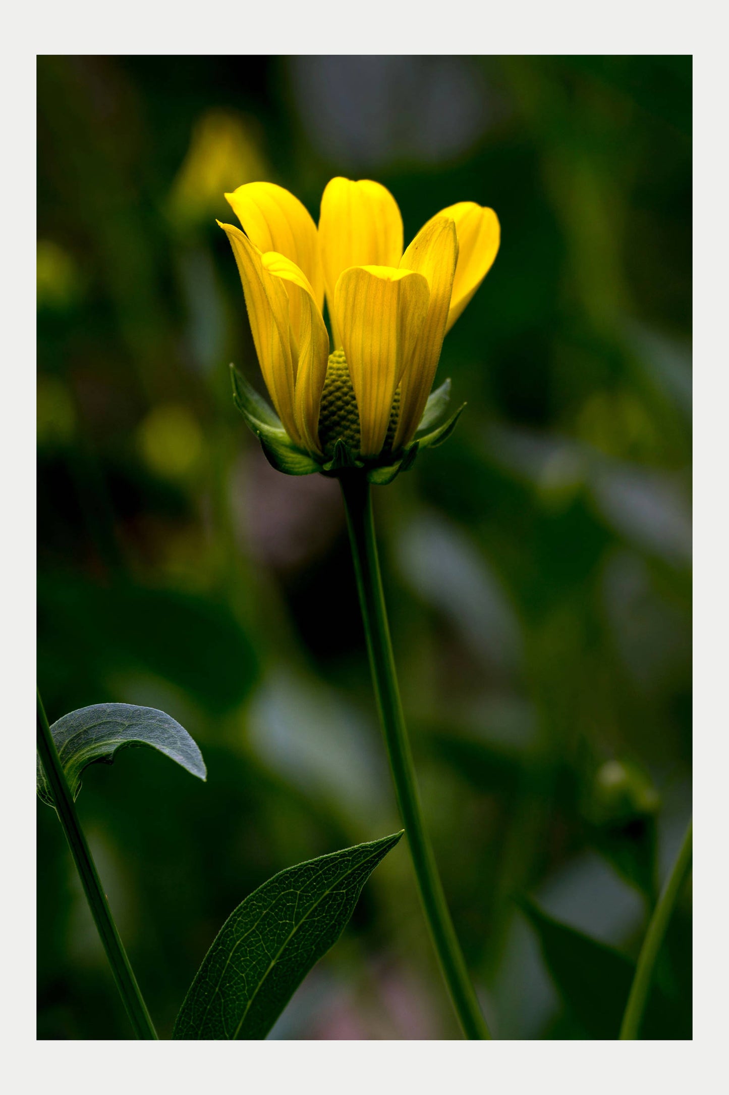 Boffin Botanical, No. 8 (Rudbeckia, No. 4183)