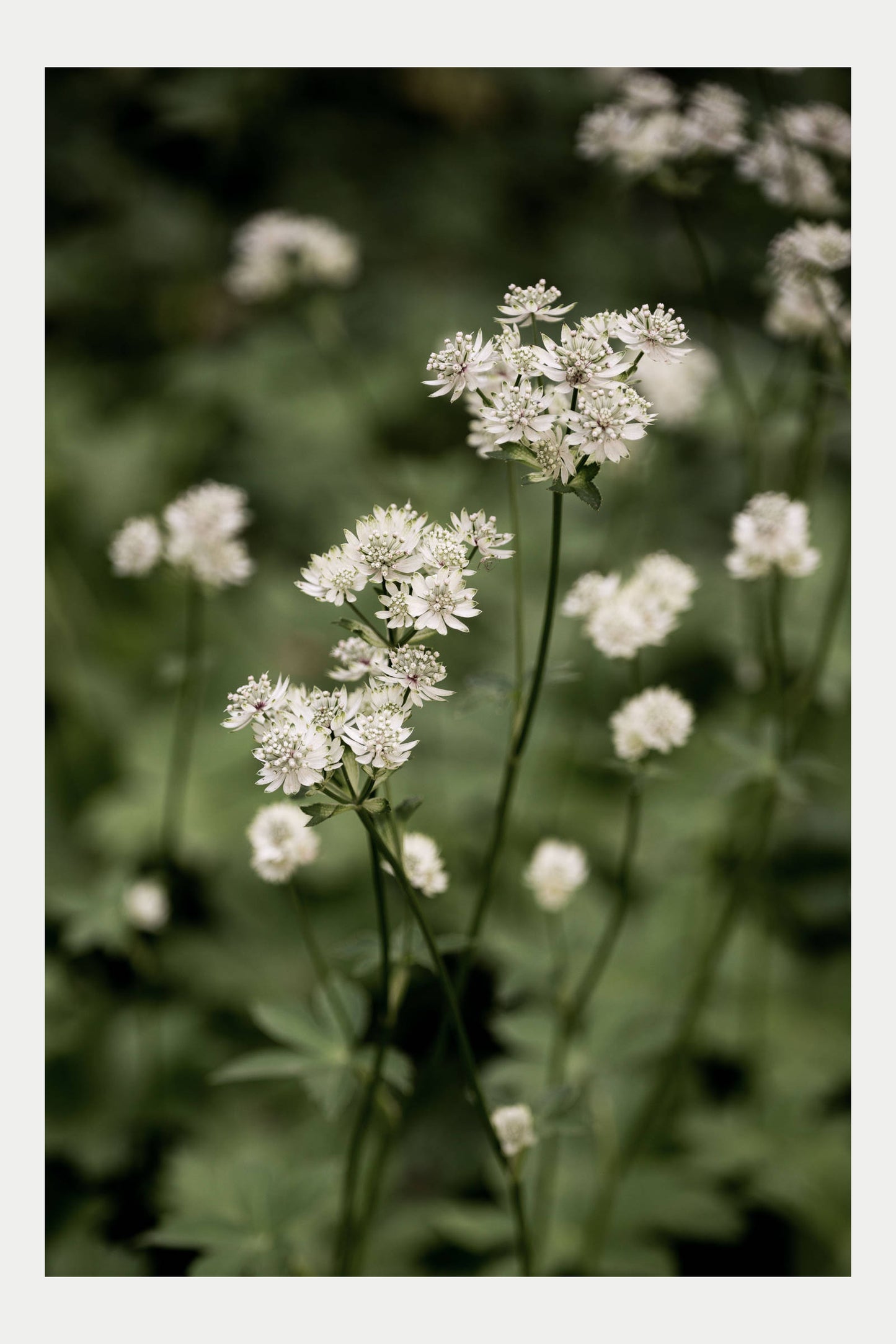 Boffin Botanical, No. 9 (Astrantia, No. 4156)