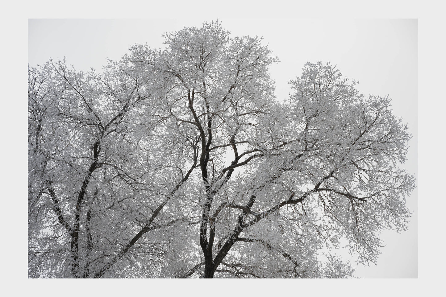 Frozen Ice Trees, No. 5786