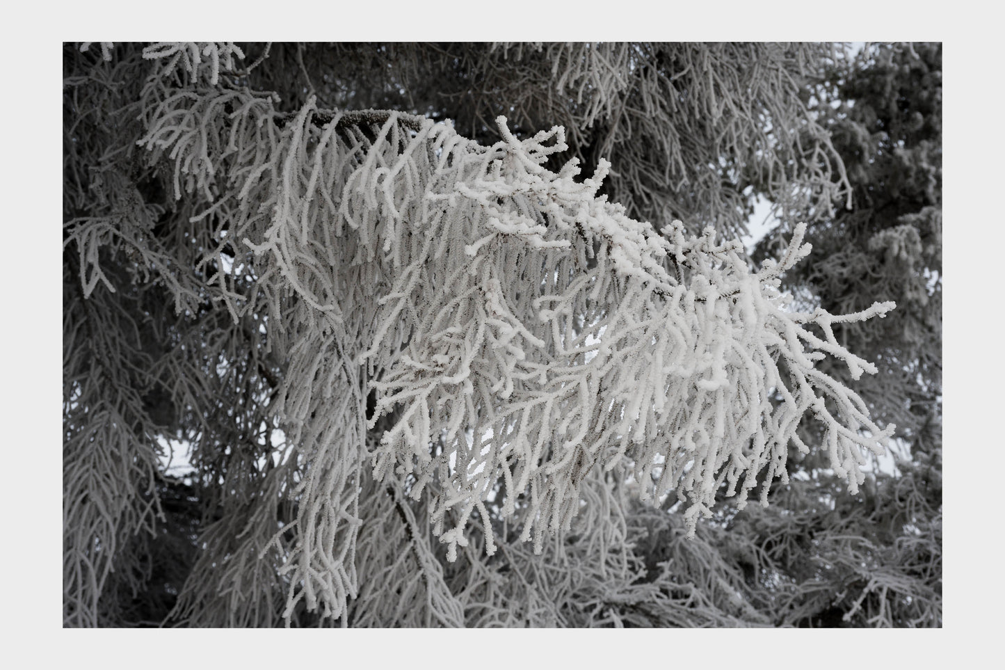 Frozen Ice Trees, No. 5789