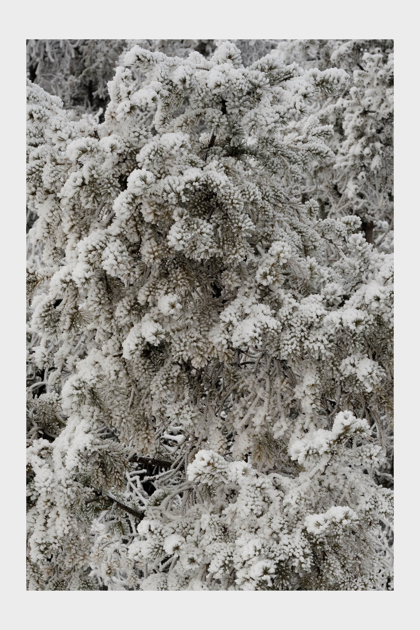 Frozen Ice Trees, No. 5795