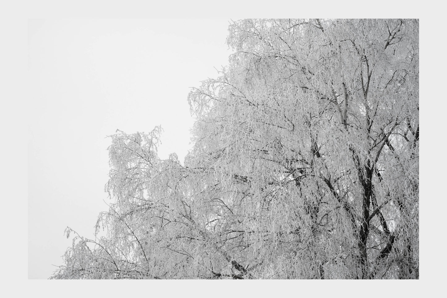 Frozen Ice Trees, No. 5808