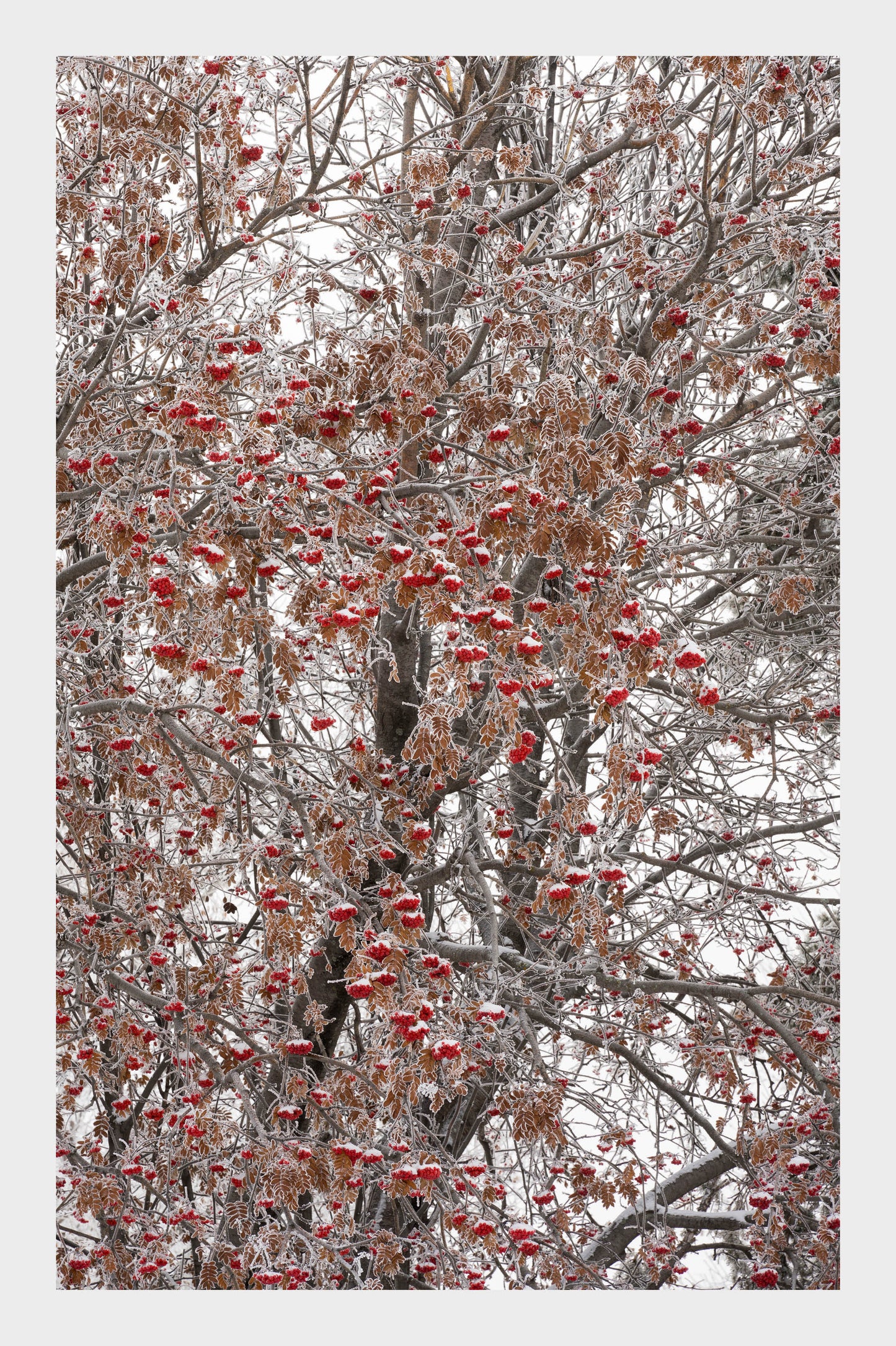 Frozen Ice Trees, No. 5815