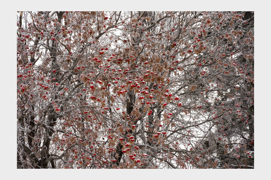 Frozen Ice Trees, No. 5817