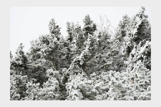 Frozen Ice Trees, No. 5828