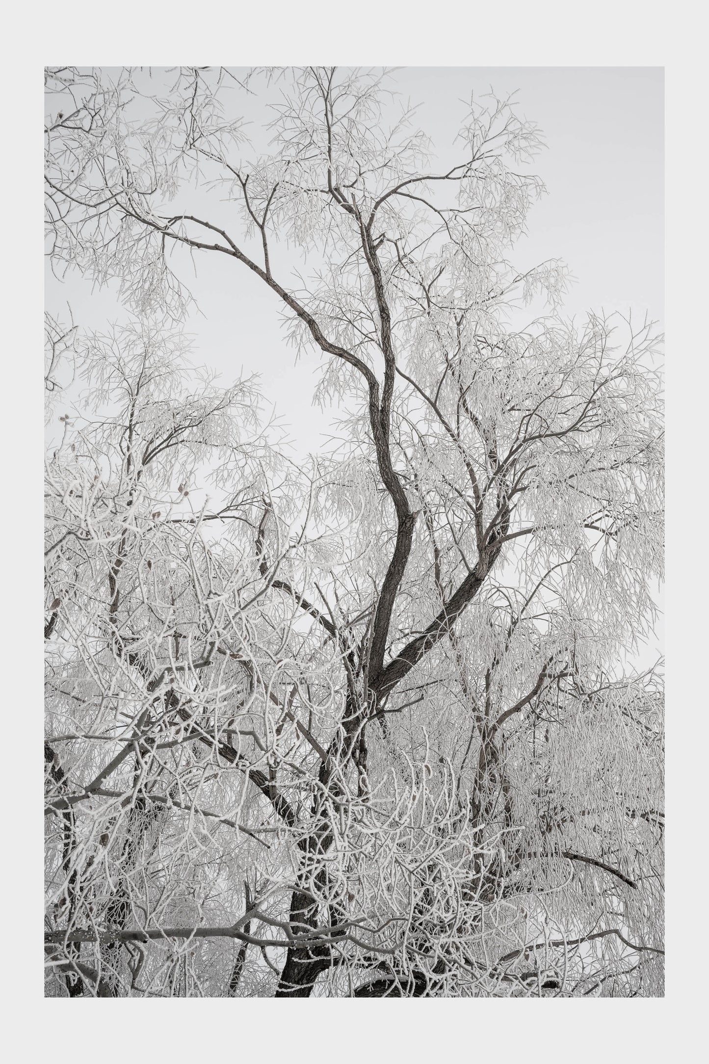 Frozen Ice Trees, No. 5839