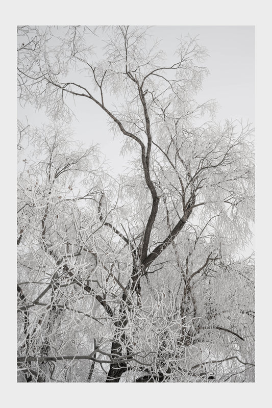 Frozen Ice Trees, No. 5839