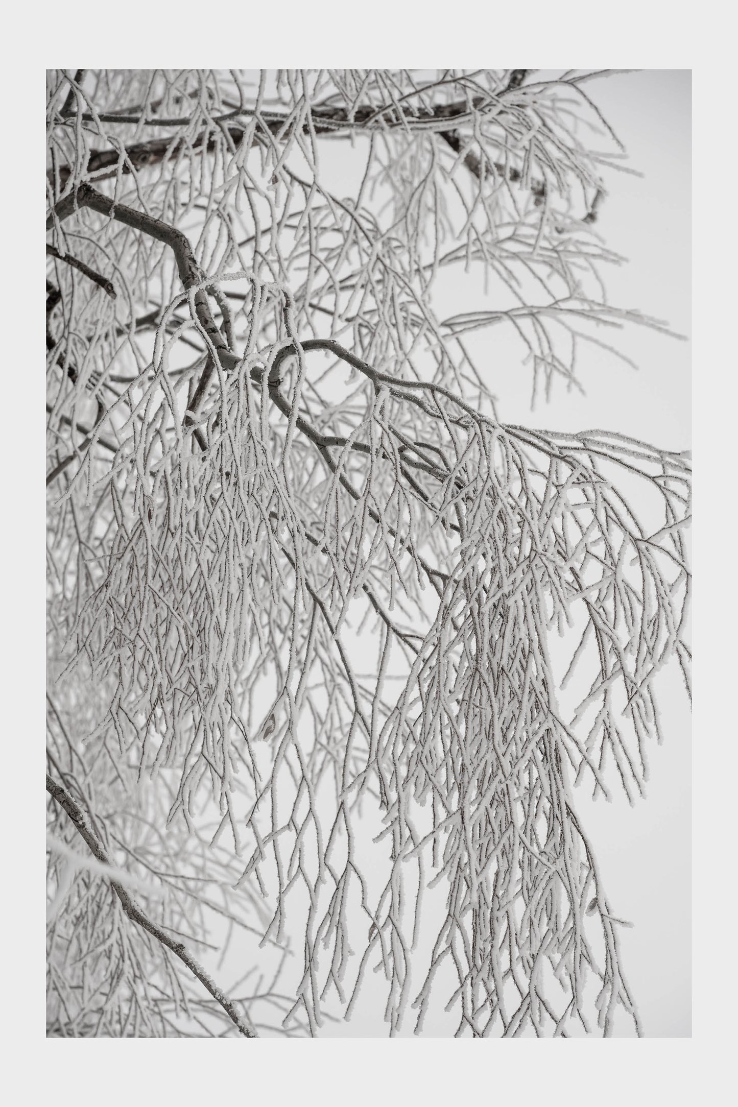 Frozen Ice Trees, No. 5840