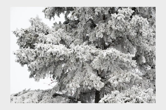 Frozen Ice Trees, No. 5859