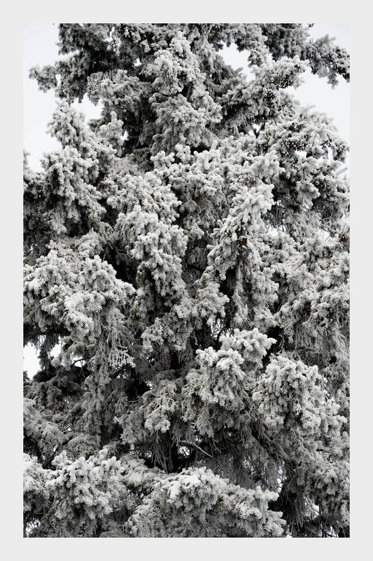 Frozen Ice Trees, No. 5860