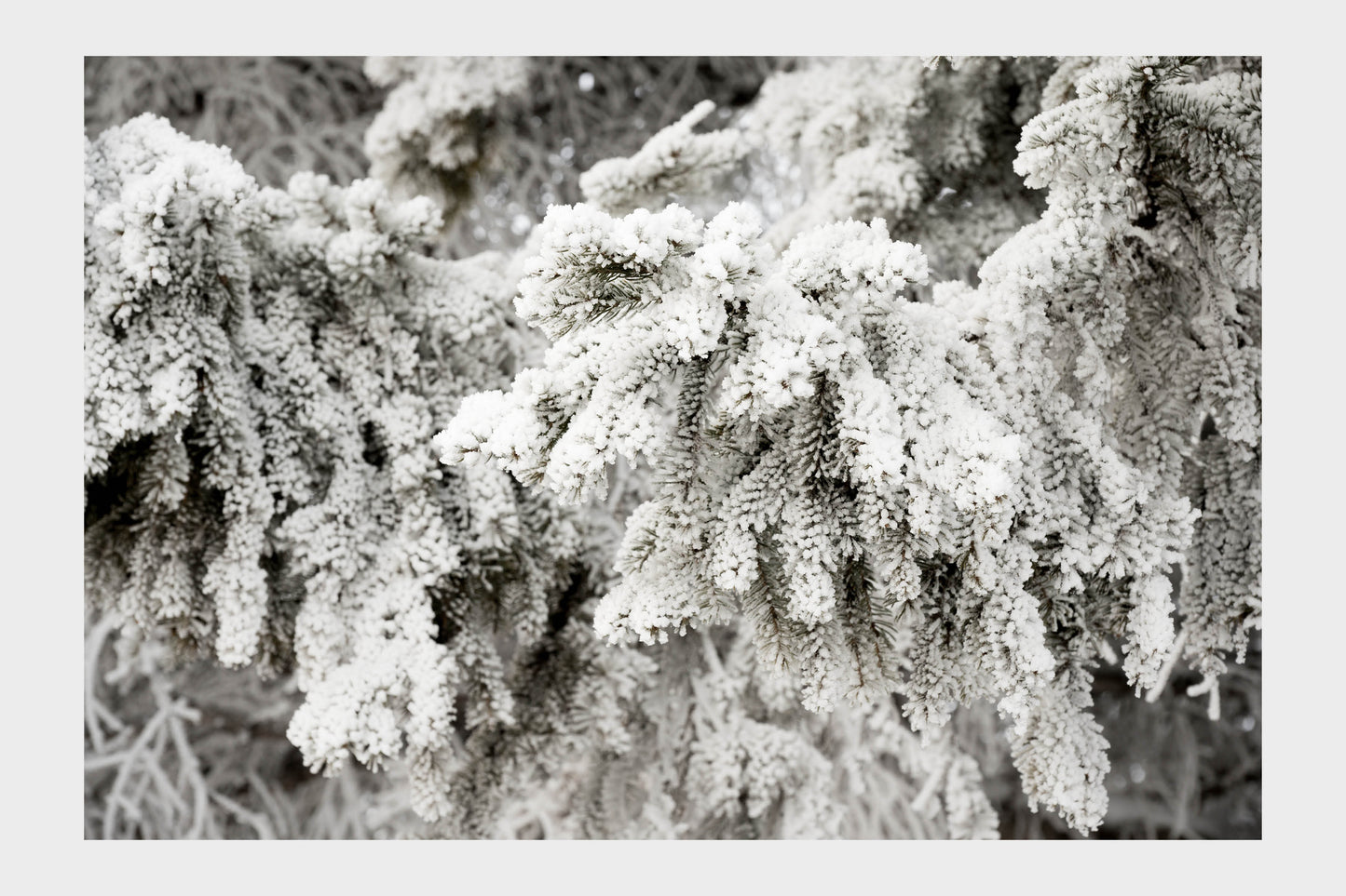 Frozen Ice Trees, No. 5862