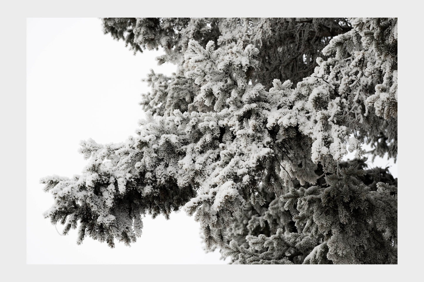 Frozen Ice Trees, No. 5866