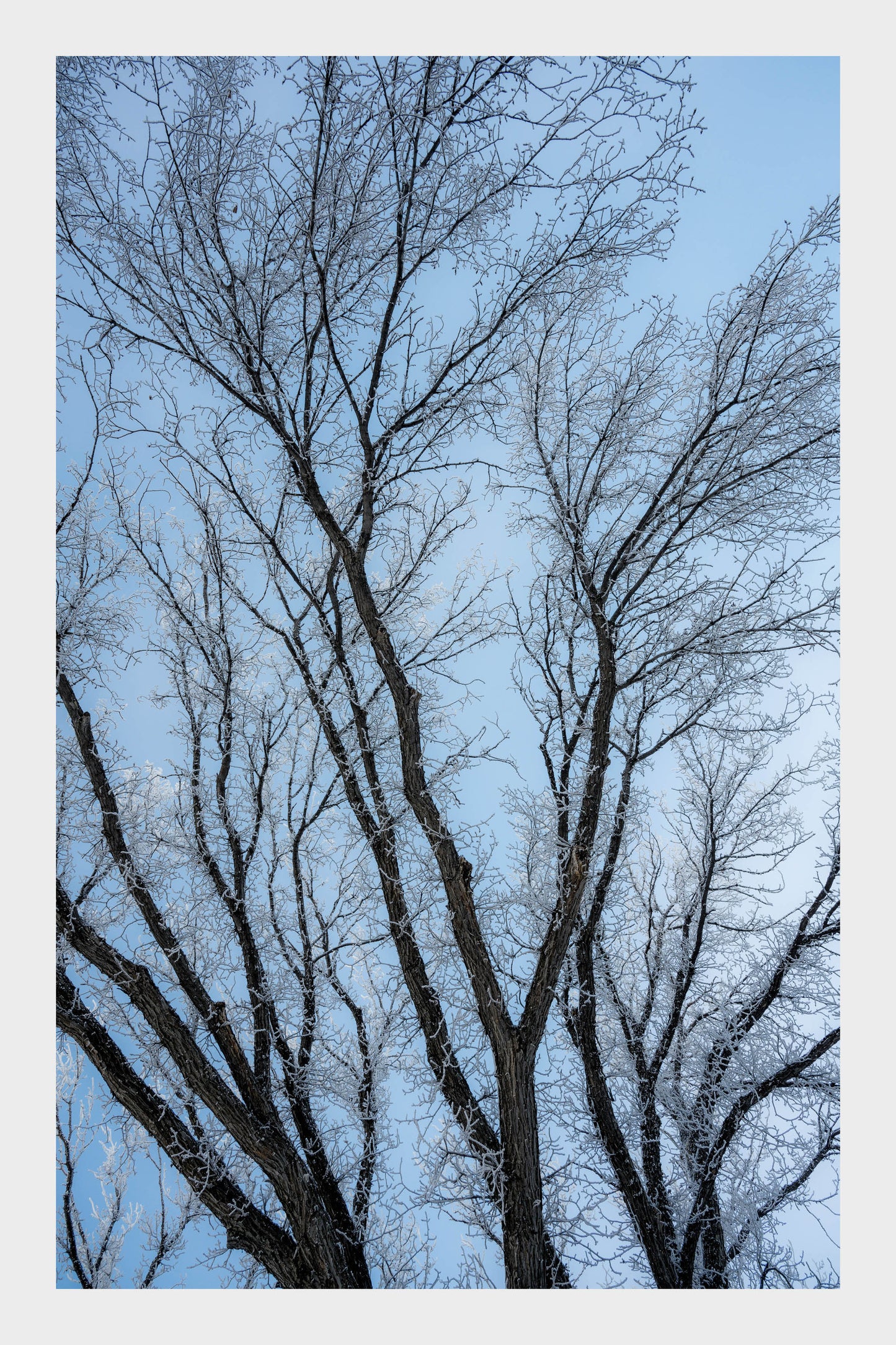 Frozen Ice Trees, No. 5904