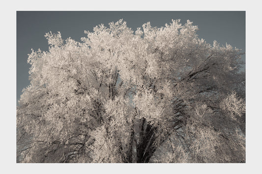 Frozen Ice Trees, No. 5914