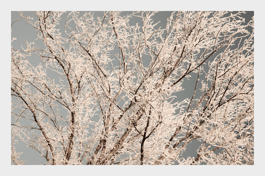 Frozen Ice Trees, No. 5919