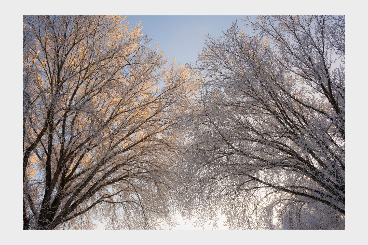 Frozen Ice Trees, No. 5939