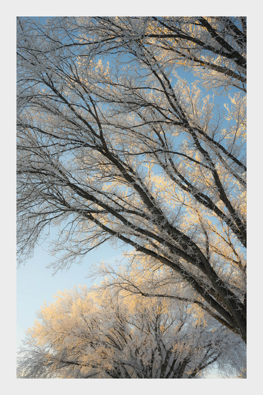 Frozen Ice Trees, No. 5940