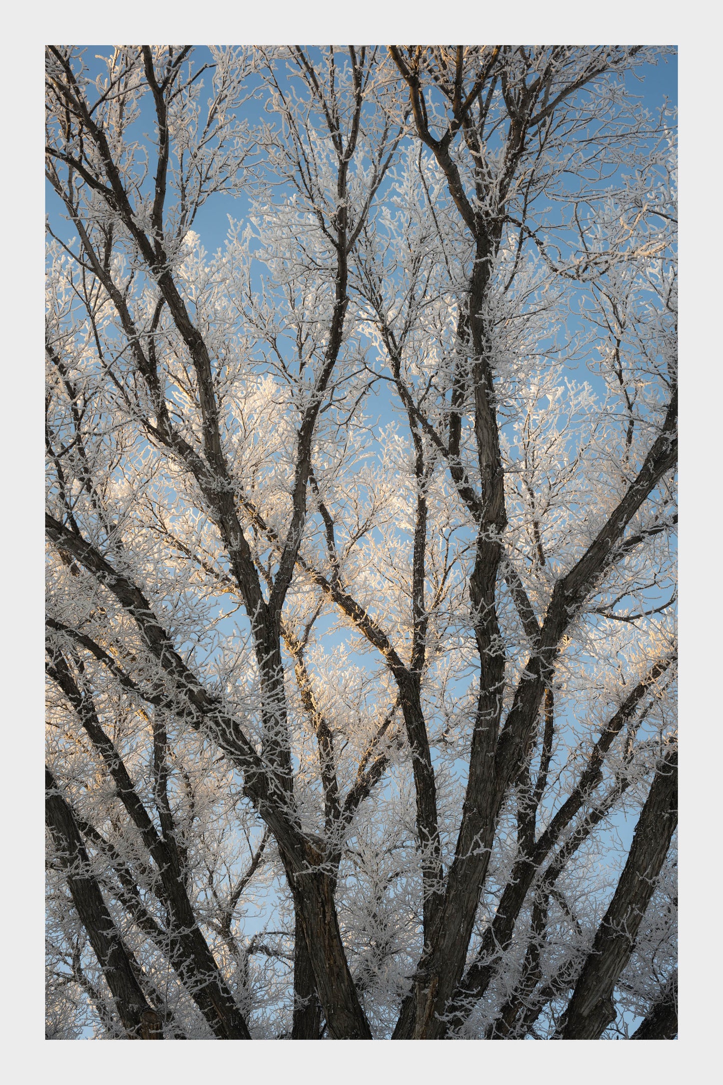 Frozen Ice Trees, No. 5945