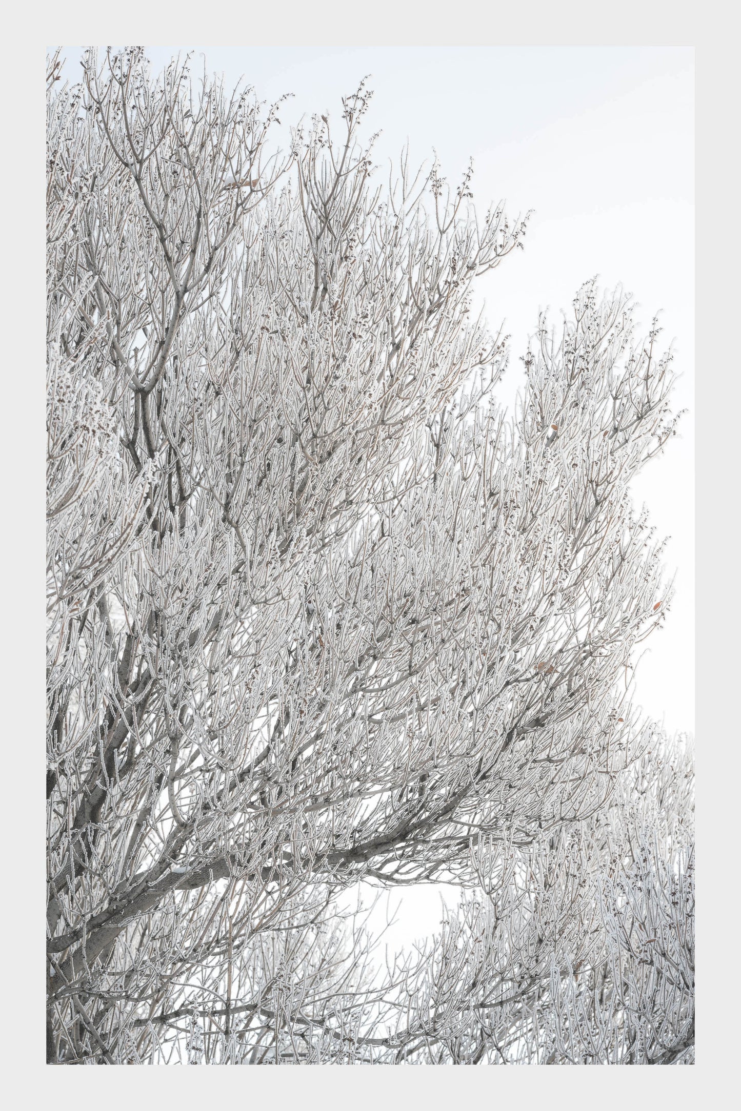 Frozen Ice Trees, No. 5979