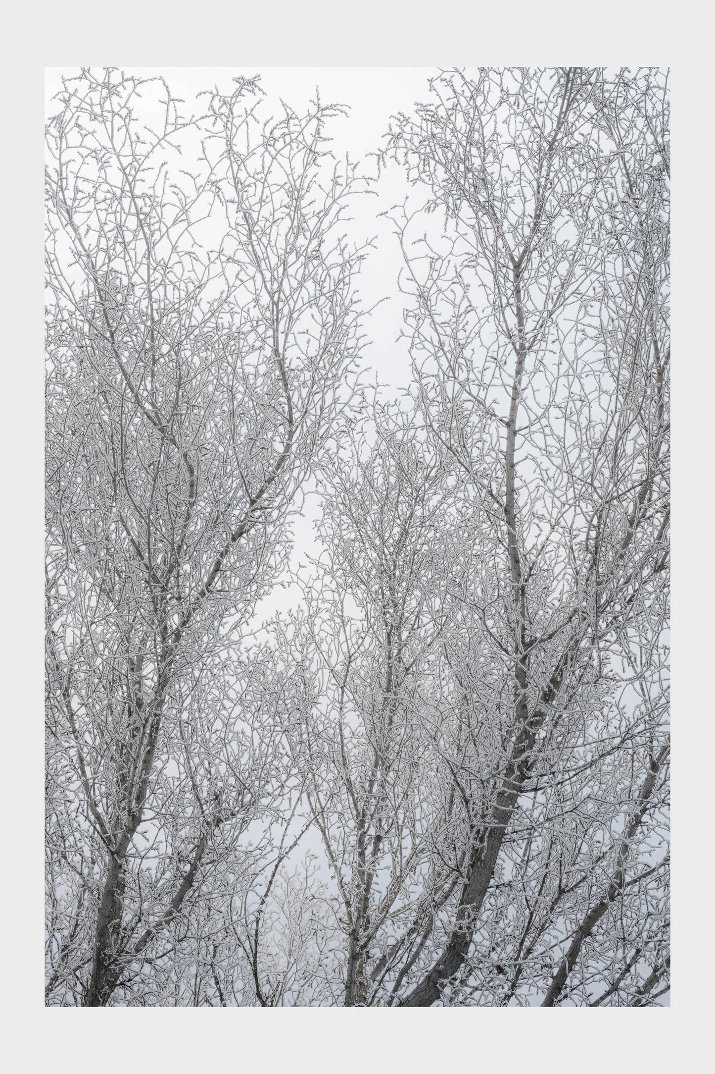 Frozen Ice Trees, No. 5987