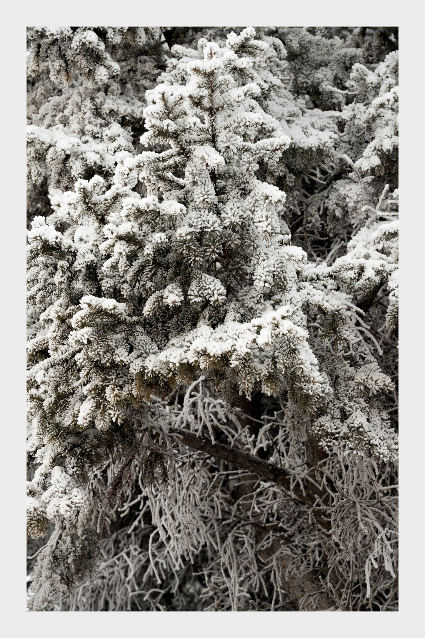 Frozen Ice Trees, No. 5863