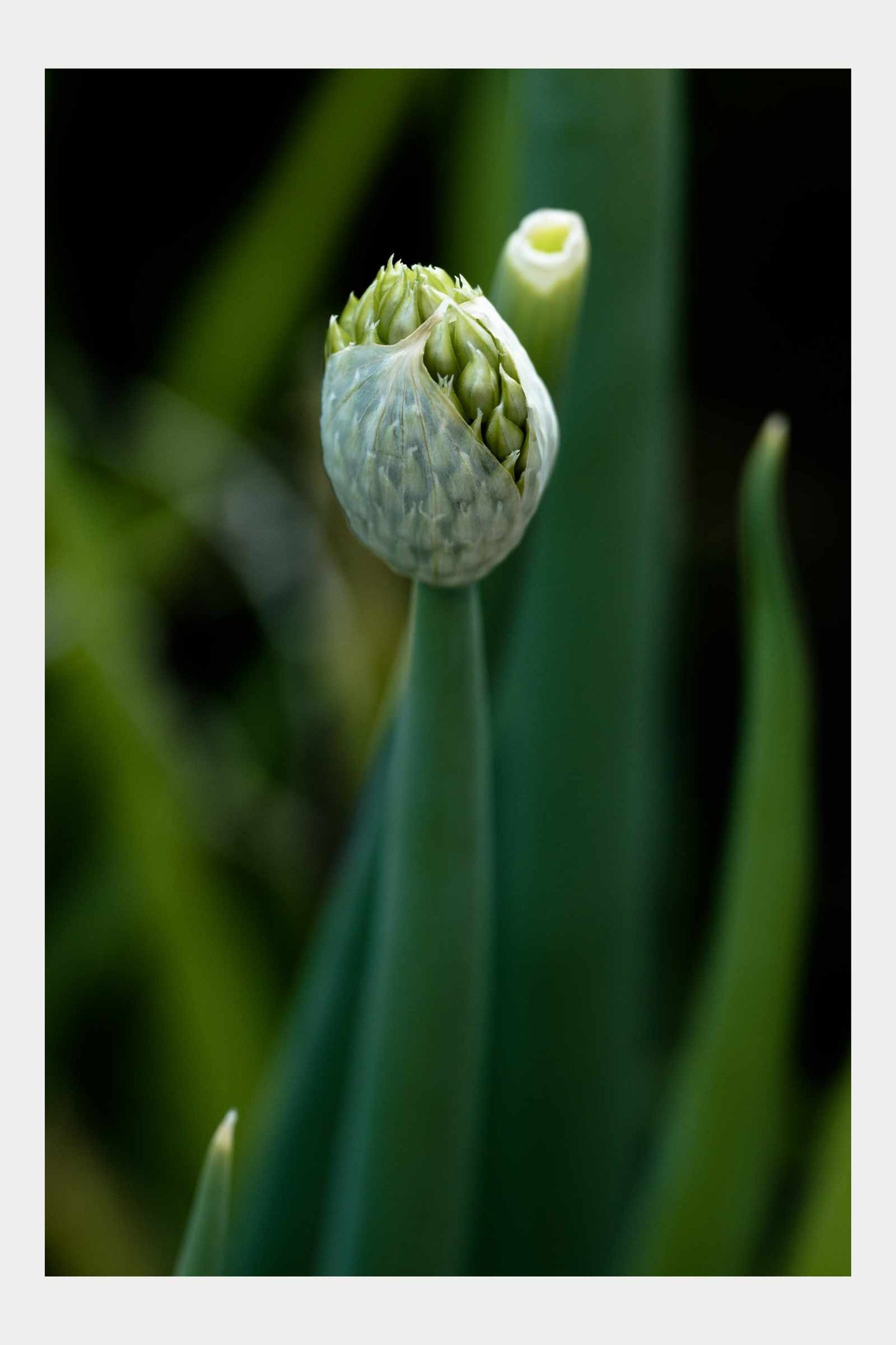 Garden2023, No. 4 (Spring Onion, No. 1714)