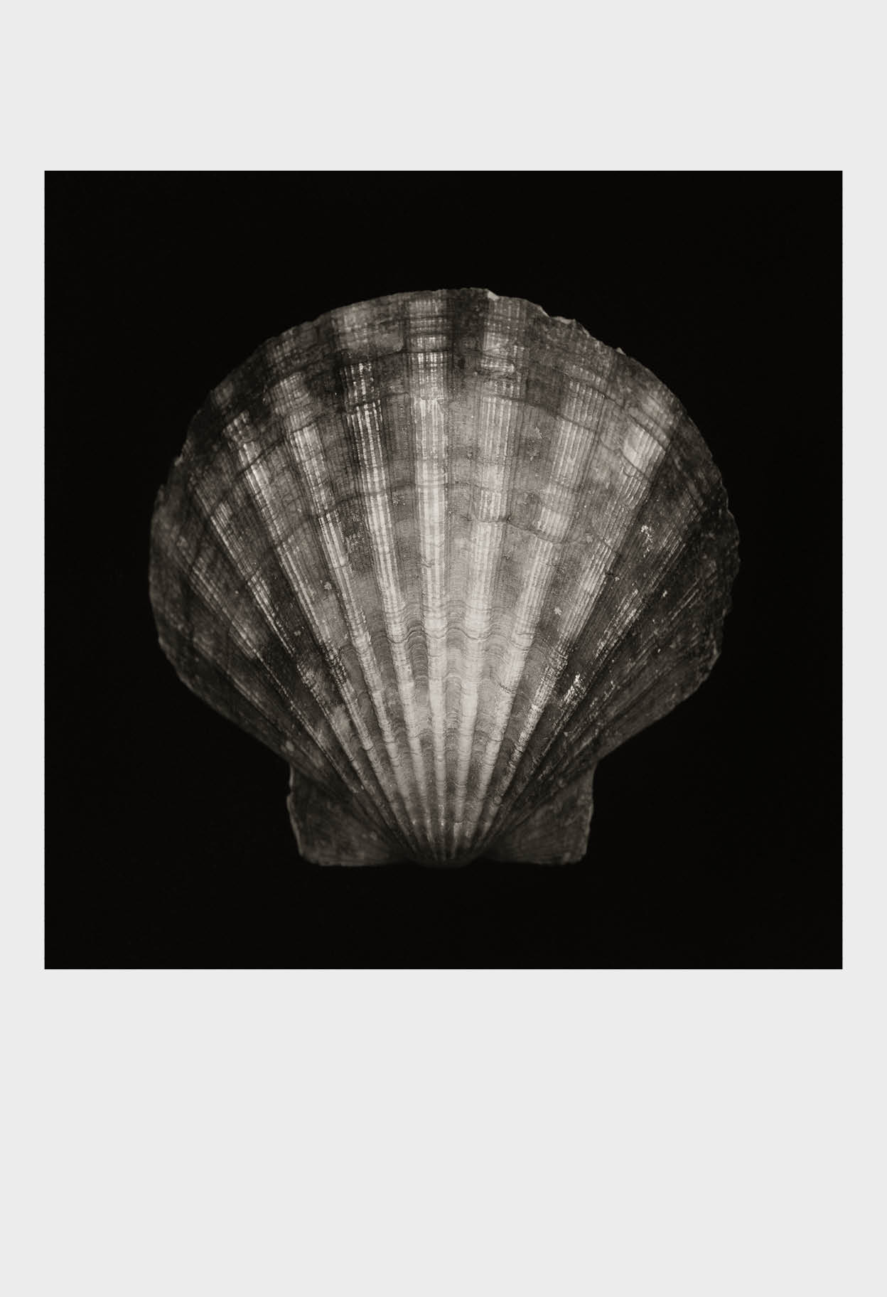 Imprint Shells, No. 1B - Limited Edition