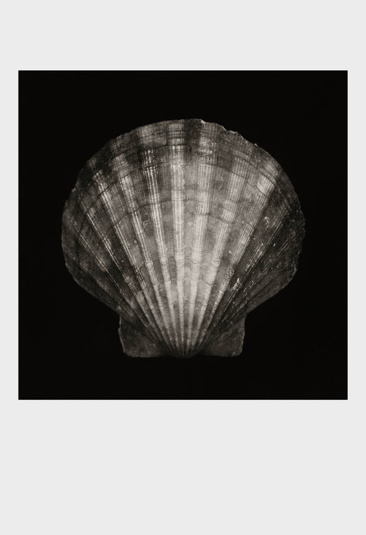Imprint Shells, No. 1B - Limited Edition