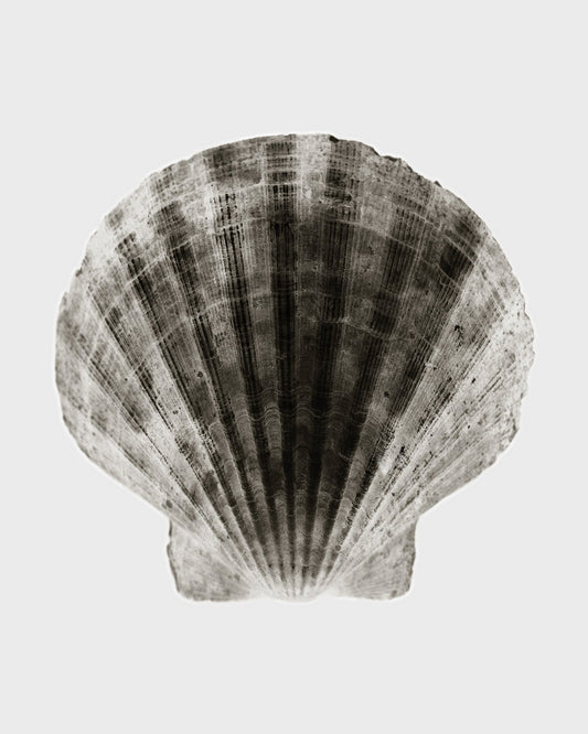 Imprint Shells, No. 1W - Limited Edition