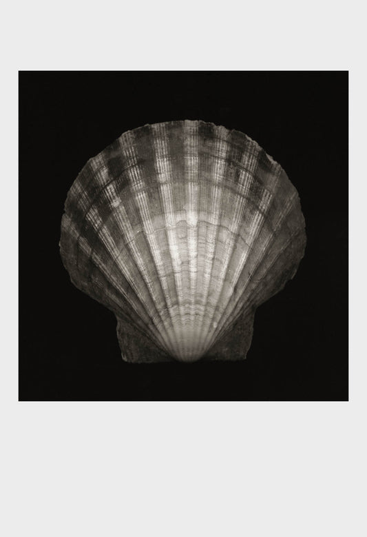Imprint Shells, No. 2B - Limited Edition