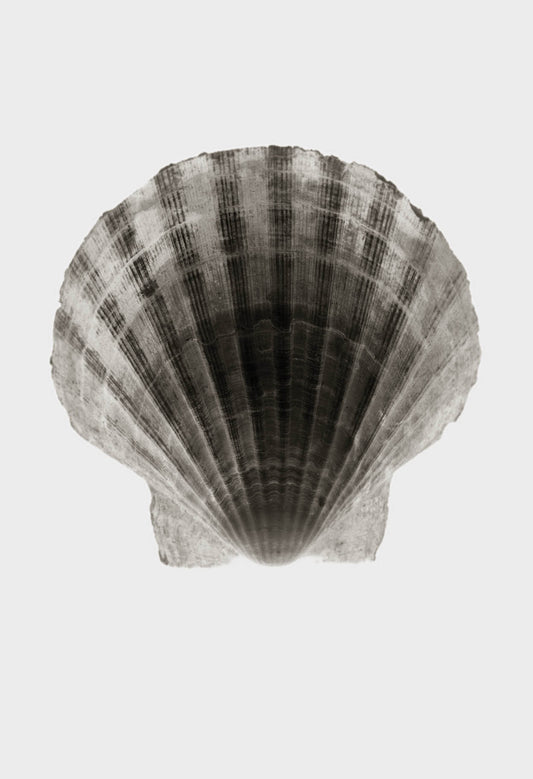 Imprint Shells, No. 2W - Limited Edition