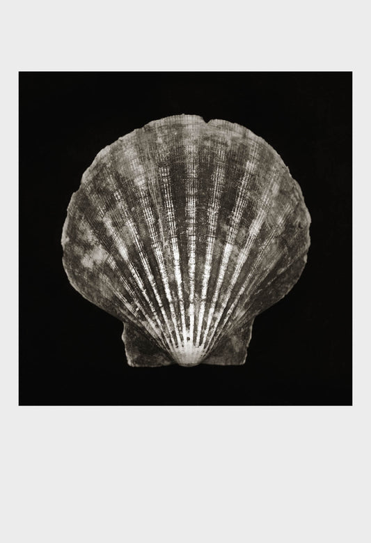 Imprint Shells, No. 3B - Limited Edition