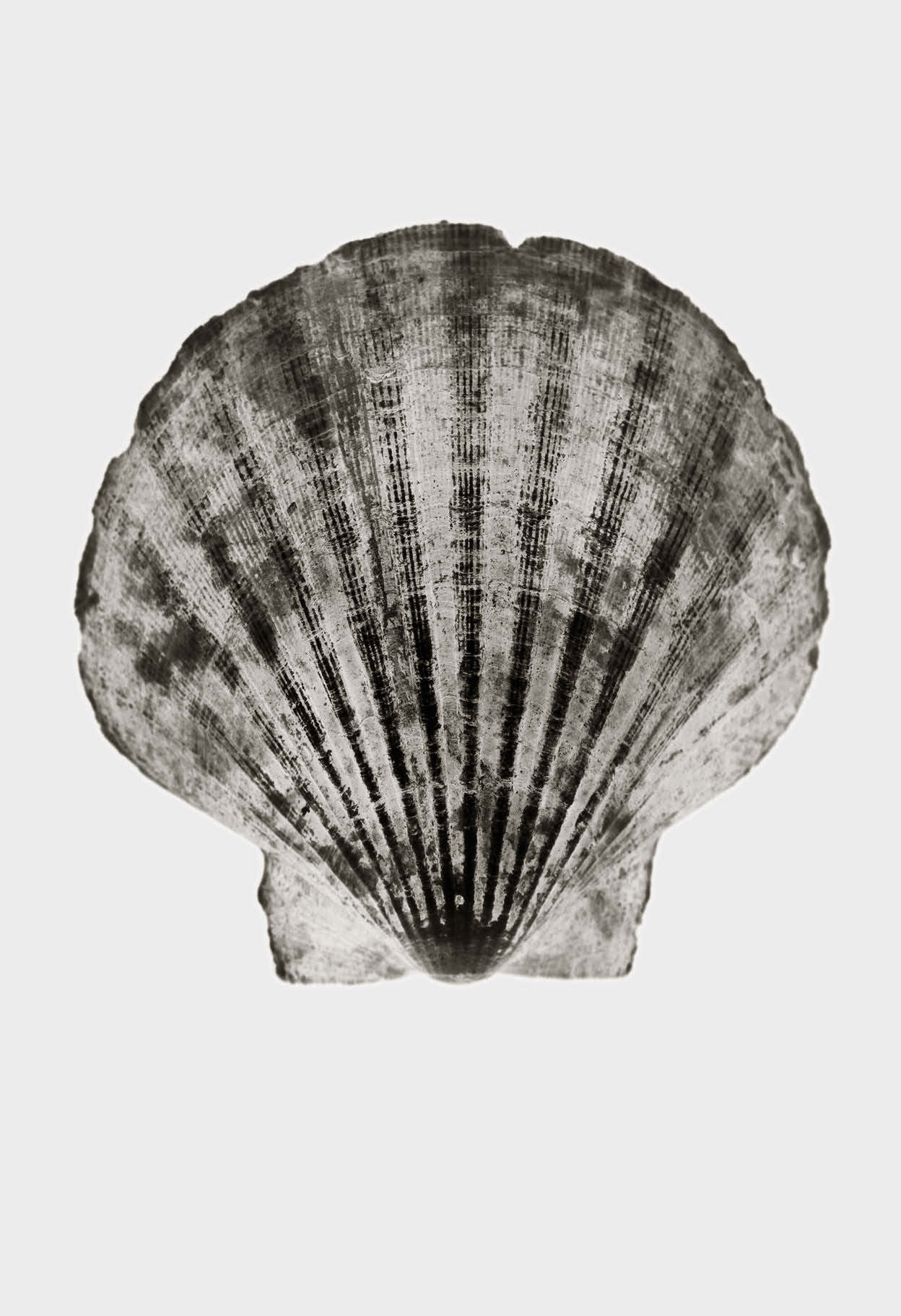 Imprint Shells, No. 3W - Limited Edition