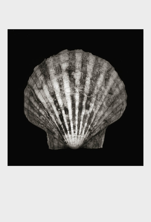 Imprint Shells, No. 4B - Limited Edition
